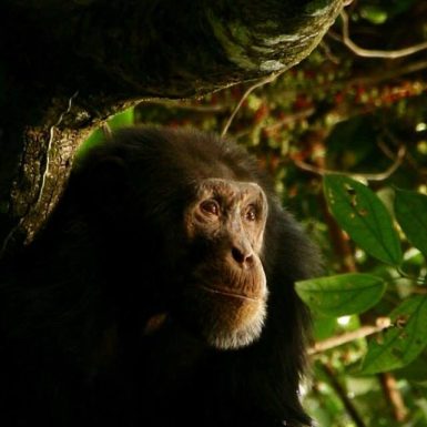 chimp 3